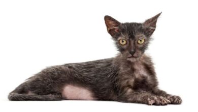16 Weird Cat Breeds You'll Still Love I Discerning Cat