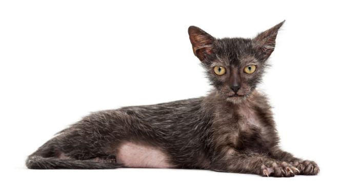 16 Weird Cat Breeds You'll Still Love I Discerning Cat
