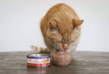 The 7 Best Tuna Cat Food Formulas - Cats.com