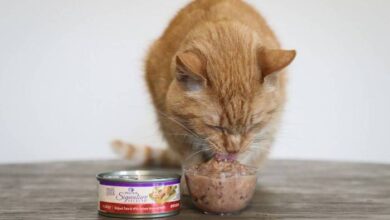 The 7 Best Tuna Cat Food Formulas - Cats.com
