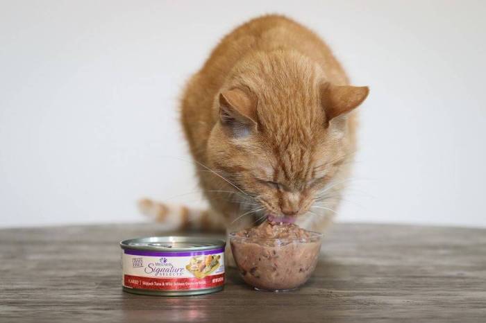 The 7 Best Tuna Cat Food Formulas - Cats.com