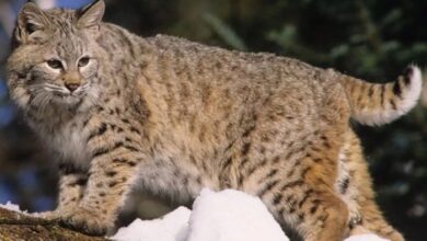 Bobcat Animal Facts: A full-fledged guide