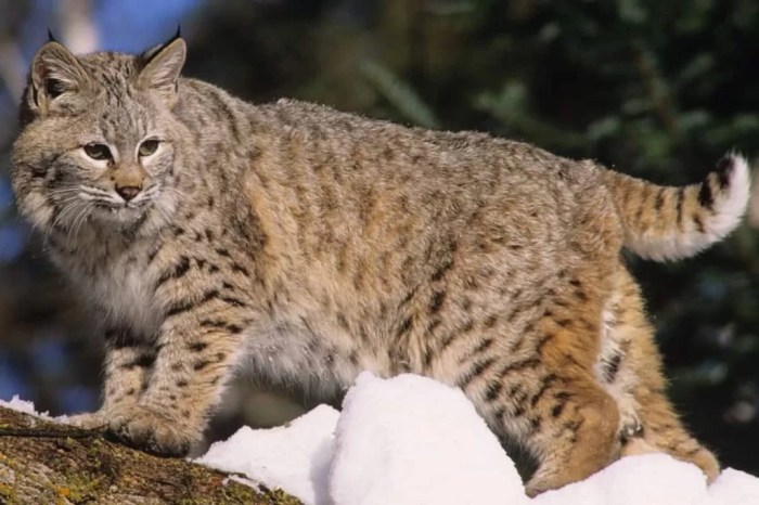 Bobcat Animal Facts: A full-fledged guide