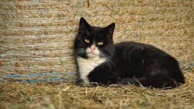 255 Barn Cat Names for Your Outdoor Friend - Catster