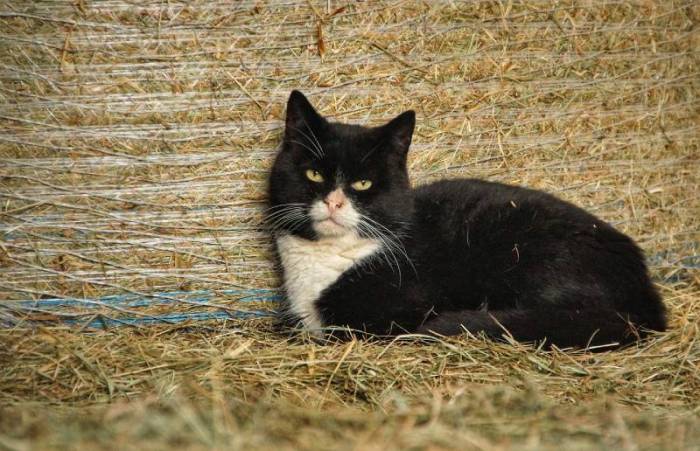 255 Barn Cat Names for Your Outdoor Friend - Catster