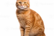 Close-Up Photo of Orange Tabby Cat · Free Stock Photo