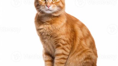 Close-Up Photo of Orange Tabby Cat · Free Stock Photo