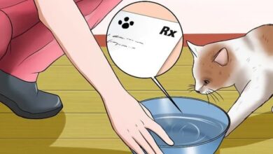 Bladder Stones in Cats: What to Know