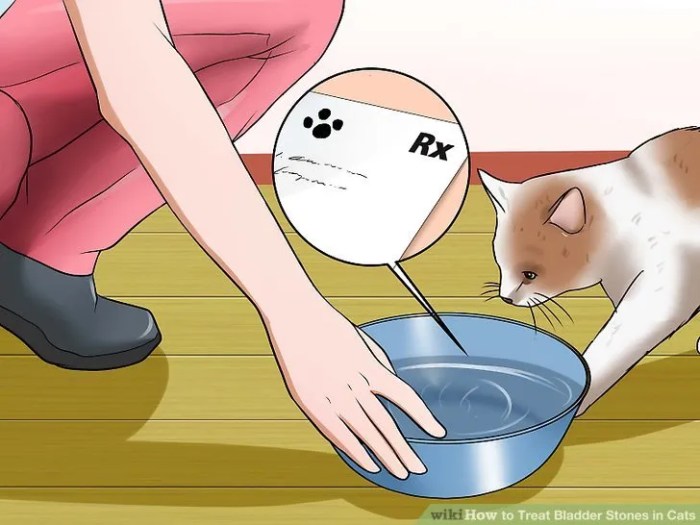 Bladder Stones in Cats: What to Know