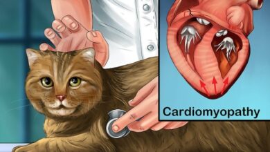 Cat Clots: Understanding Feline Blood Clots And Their Dangers | PetShun