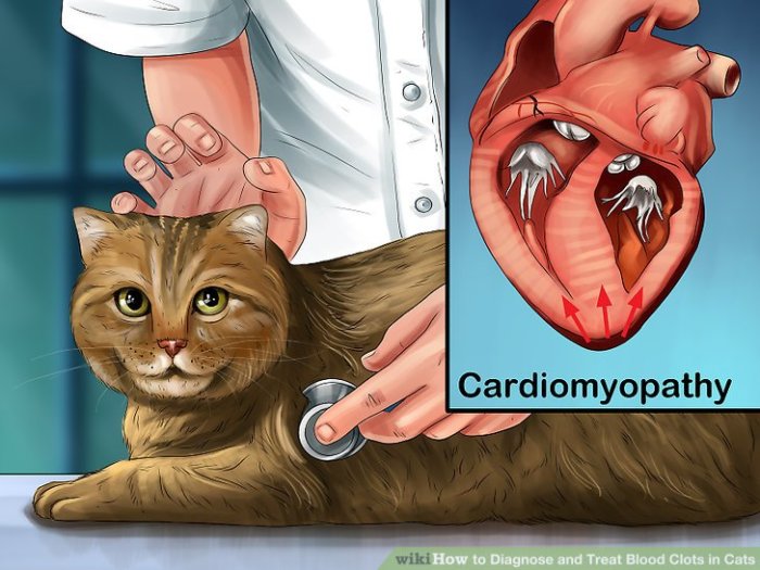 Cat Clots: Understanding Feline Blood Clots And Their Dangers | PetShun