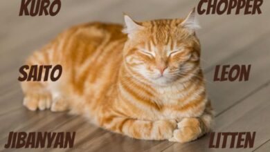 Unlock Creativity: 340 Whimsical Anime Cat Names For Kitties