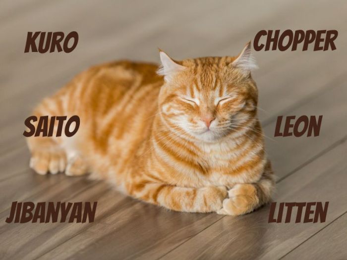 Unlock Creativity: 340 Whimsical Anime Cat Names For Kitties
