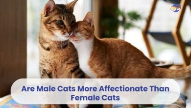 Are Male Cats More Affectionate Than Female Cats