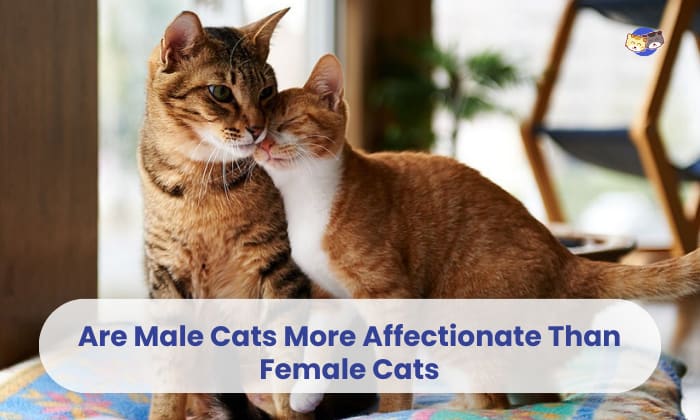 Are Male Cats More Affectionate Than Female Cats