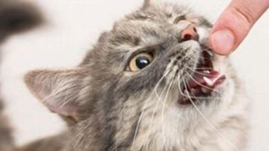 Why Do Cats Chew on Things? | PetMD