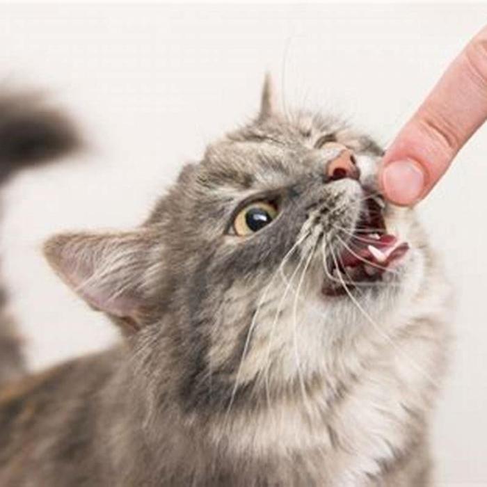 Why Do Cats Chew on Things? | PetMD