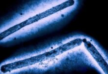 H5N1 bird flu strain infecting domestic cats across US