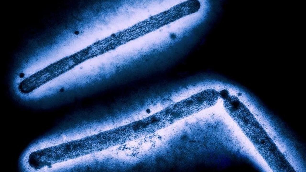 H5N1 bird flu strain infecting domestic cats across US