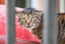 Can cats be Autistic? : r/CATHELP