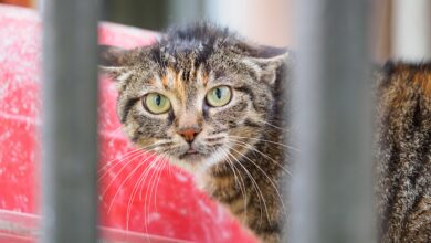 Can cats be Autistic? : r/CATHELP