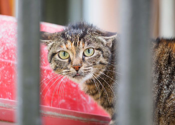 Can cats be Autistic? : r/CATHELP