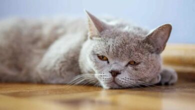 Best Cat Food for IBD (What Makes an IBD Cat Food?) - We Love Cats and ...