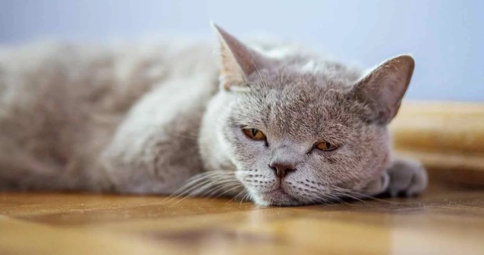 Best Cat Food for IBD (What Makes an IBD Cat Food?) - We Love Cats and ...