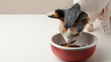 The 10 Best Chicken Cat Food Formulas - Cats.com