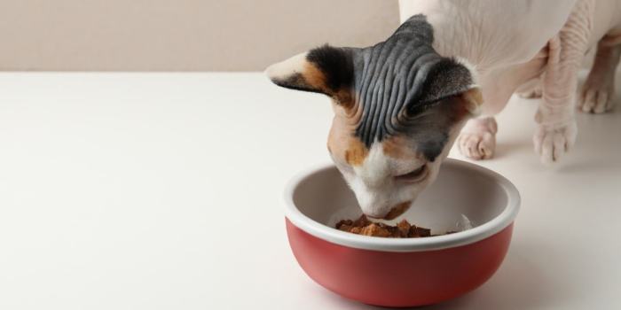 The 10 Best Chicken Cat Food Formulas - Cats.com