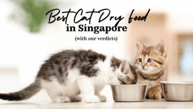 Tips for Choosing the Right Cat Food in Singapore - KNOWLEDGE