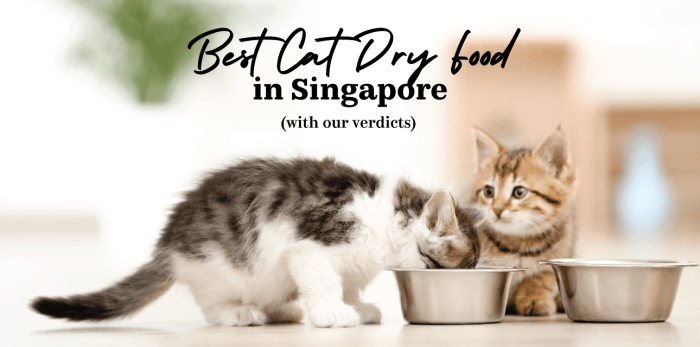 Tips for Choosing the Right Cat Food in Singapore - KNOWLEDGE