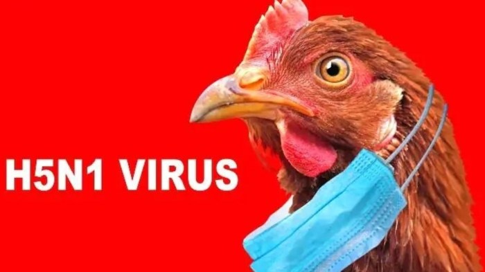 Backyard Chickens and Bird Flu