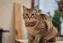 100+ Brown Cat Names | Catster