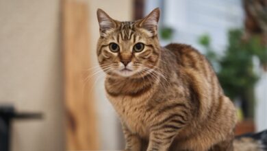 100+ Brown Cat Names | Catster