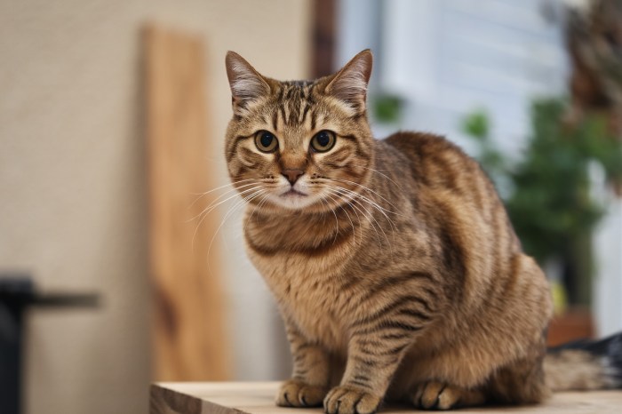 100+ Brown Cat Names | Catster