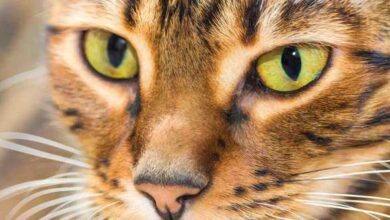Brown Mackerel Tabby - A Complete Guide To This Beautiful Pattern
