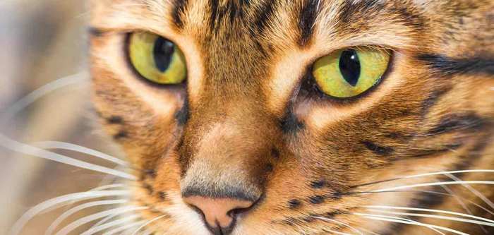 Brown Mackerel Tabby - A Complete Guide To This Beautiful Pattern