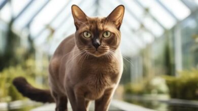 Burmese Cat Names: 160 Best Names for Burmese Cats - PetPress