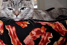 Can Cats Eat Bacon? | Crucial Nutritional Facts And Dangers