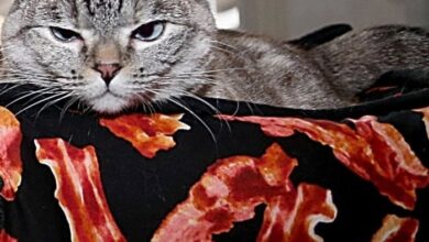 Can Cats Eat Bacon? | Crucial Nutritional Facts And Dangers