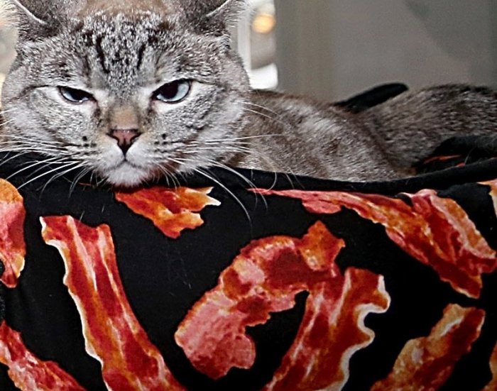 Can Cats Eat Bacon? | Crucial Nutritional Facts And Dangers