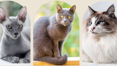 The Longest Living Cat Breeds