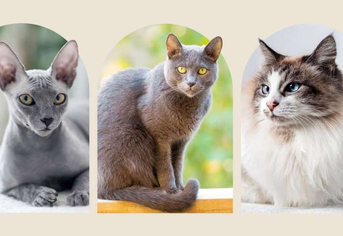 The Longest Living Cat Breeds