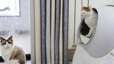 8 Steps to Bringing a Stray Cat Inside - Cats.com