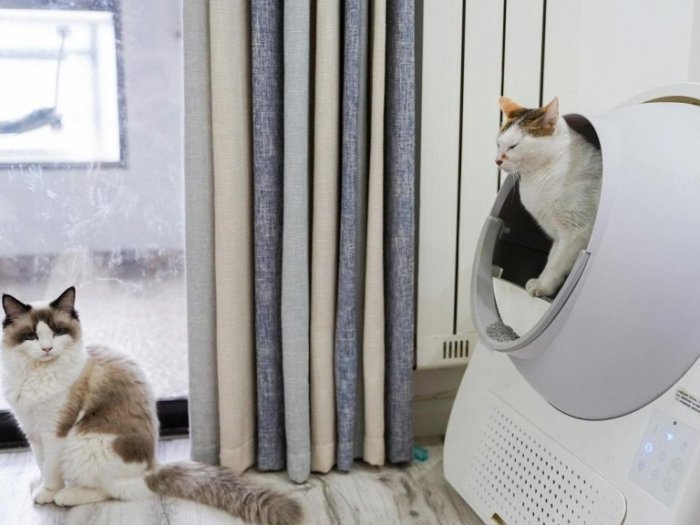 8 Steps to Bringing a Stray Cat Inside - Cats.com