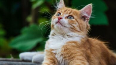 10 Reasons Why Cats Smack Their Lips - Cats.com