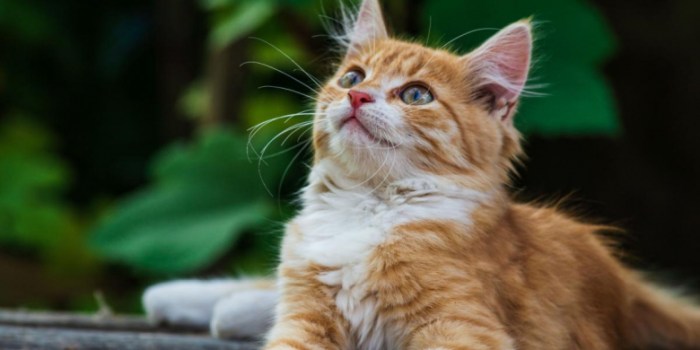 10 Reasons Why Cats Smack Their Lips - Cats.com
