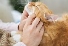 Can a Cat’s Purr Really Heal You? - Cats.com