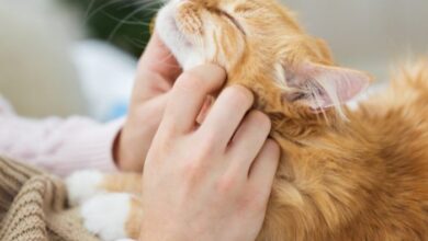 Can a Cat’s Purr Really Heal You? - Cats.com